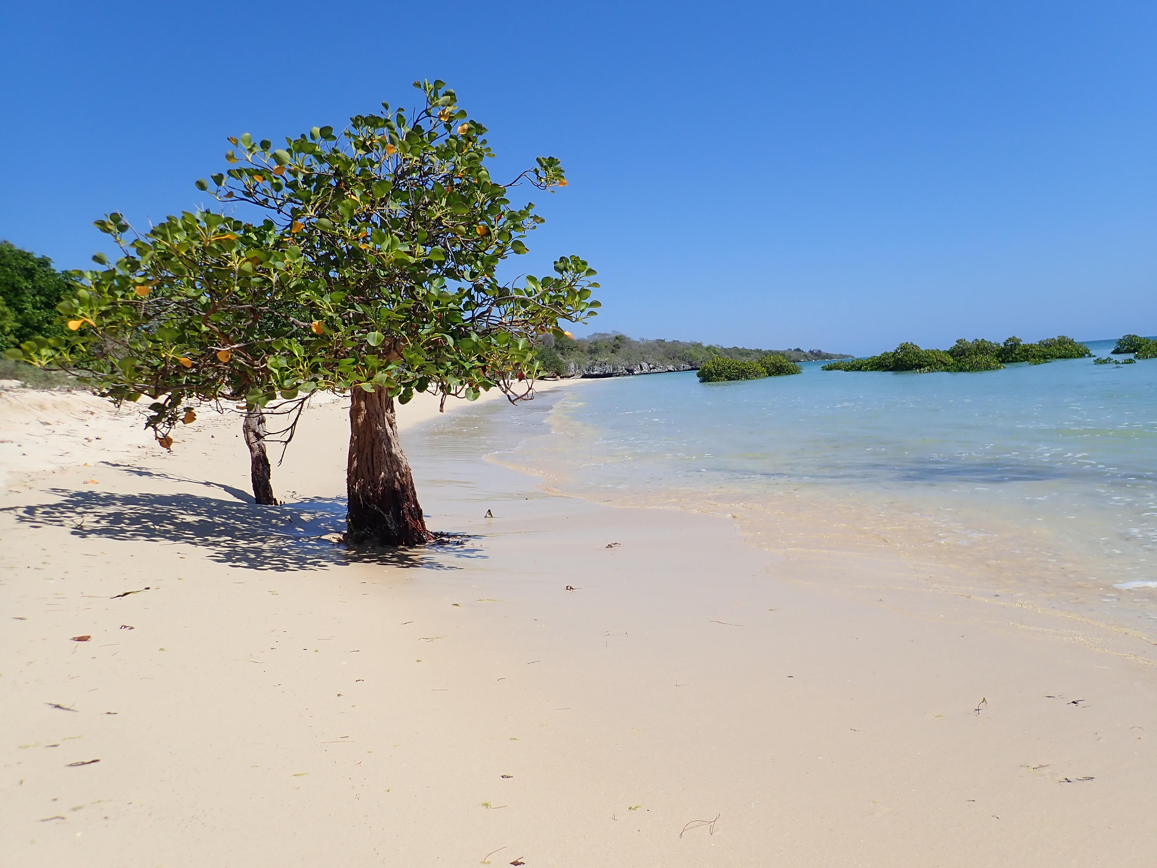 Mangrove trees on a quiet Sumba beach