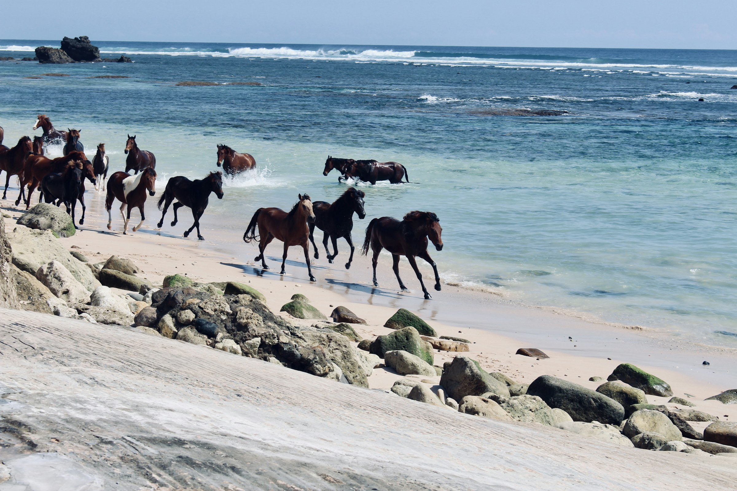 Sandalwood horses running along a beach in Sumba
